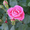 dorothyg4862